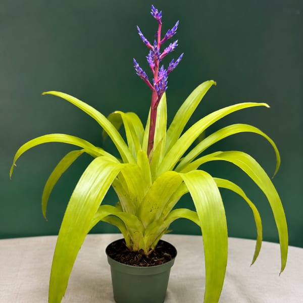 Potted bromeliad with lime-green leaves and a purple flower spike