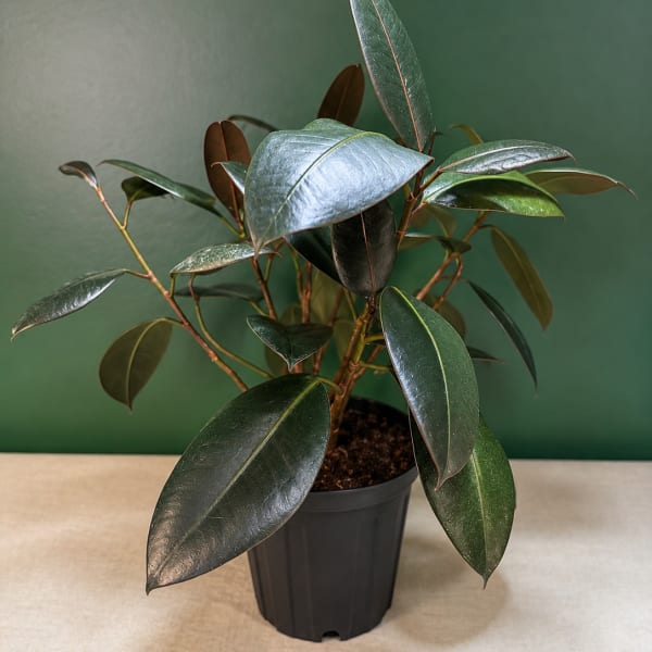 Potted rubber plant with glossy dark green leaves
