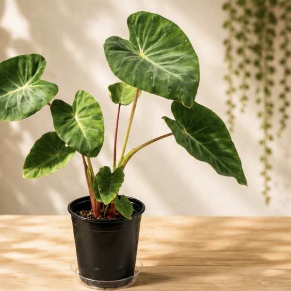 Taro Elephant Ear