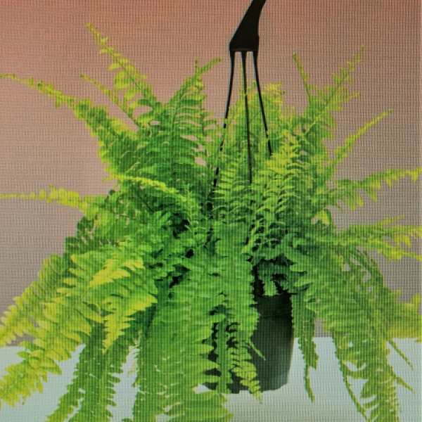 Hanging fern plant in a black pot