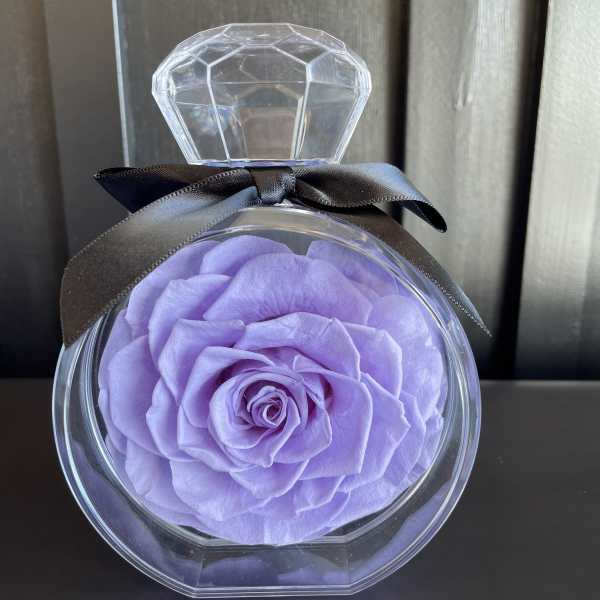 Single lavender rose in a clear round gift box with a black ribbon