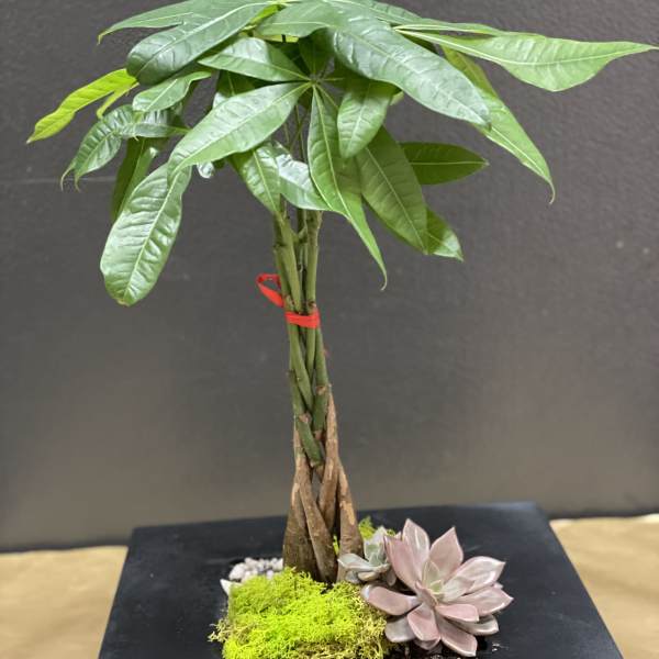 Potted money tree with succulents on a black base