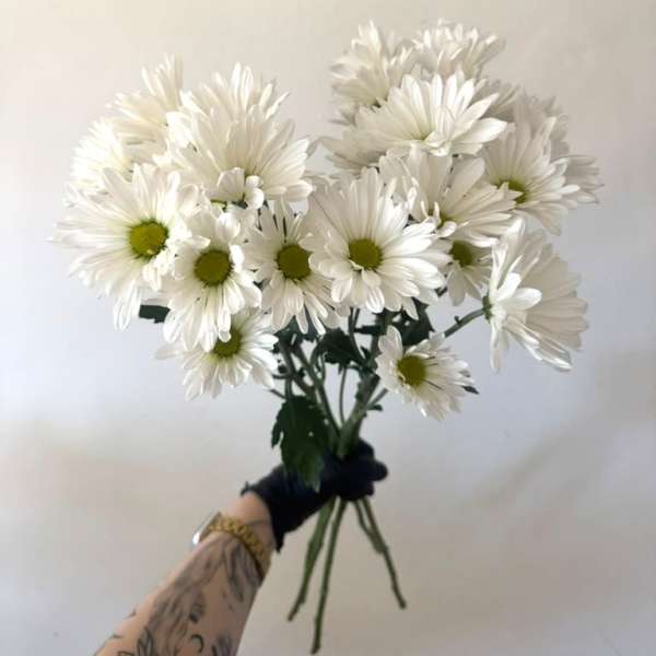 Bunch of white daisy