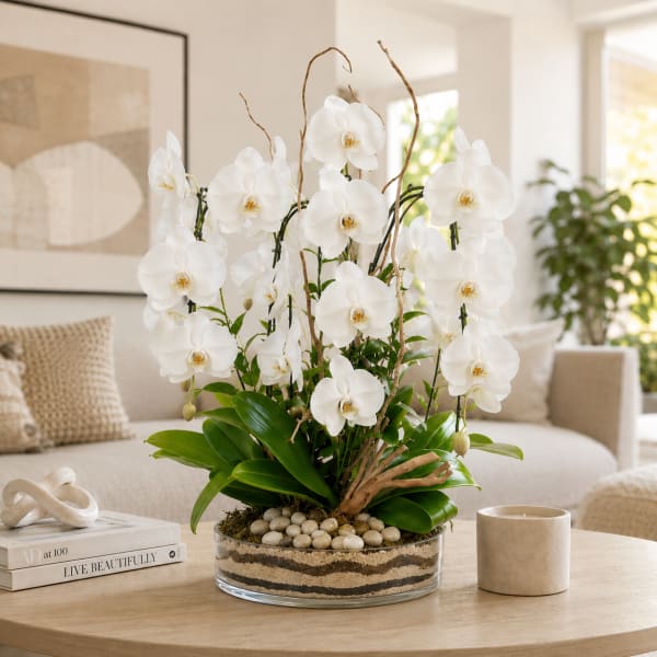 Cinco Orchid Fiesta - White