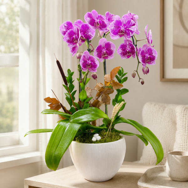 Potted purple orchids in a white ceramic planter on a table