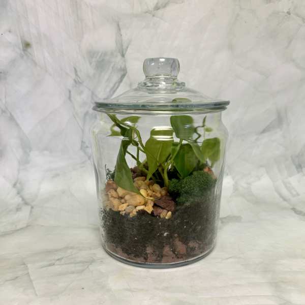 Potted plant in a clear glass jar with a lid