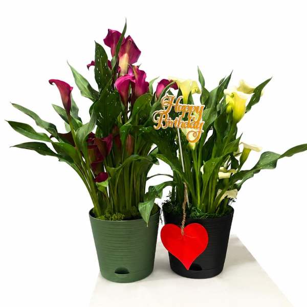 Twilight Calla Charm