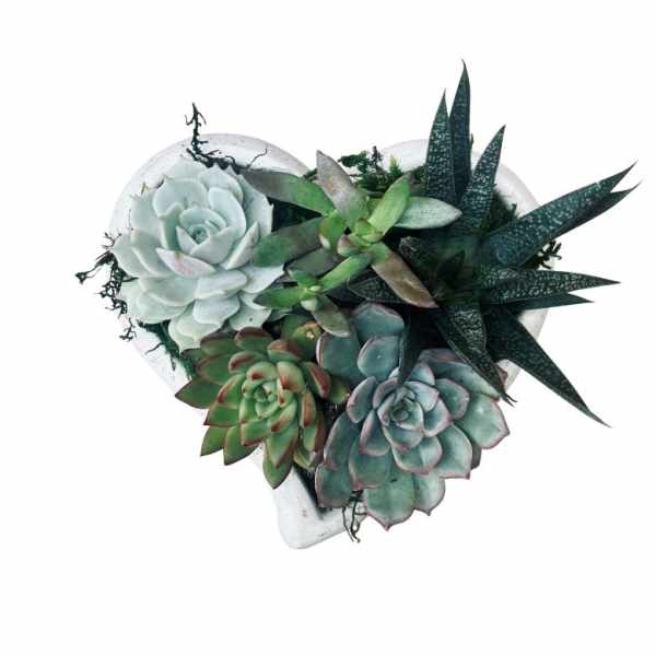 Heart-shaped succulent arrangement in a white container
