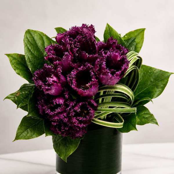 Midnight Velvet Tulips