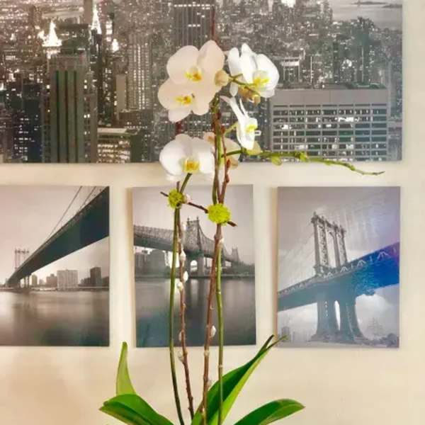 White orchid arrangement in a gold vase with broad green leaves