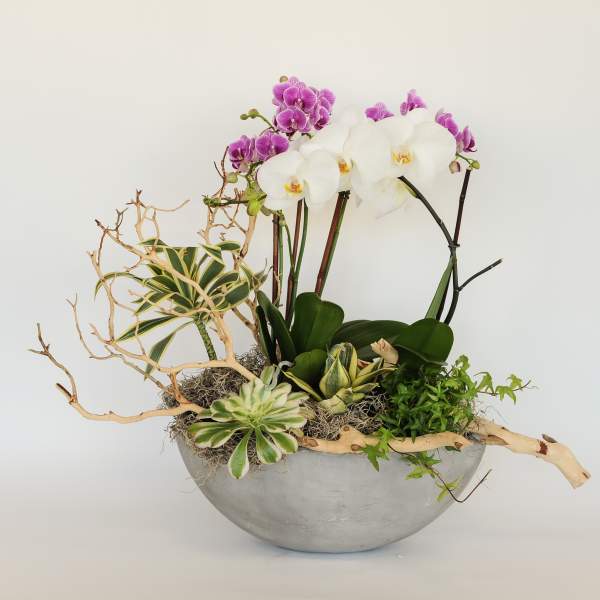 Orchid arrangement in a gray bowl with succulents and driftwood