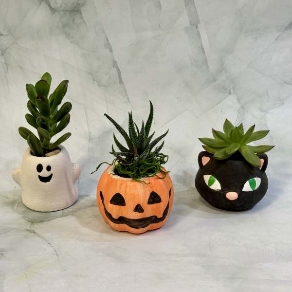 Three small succulents in Halloween-themed pots shaped like a ghost, pumpkin, and cat.