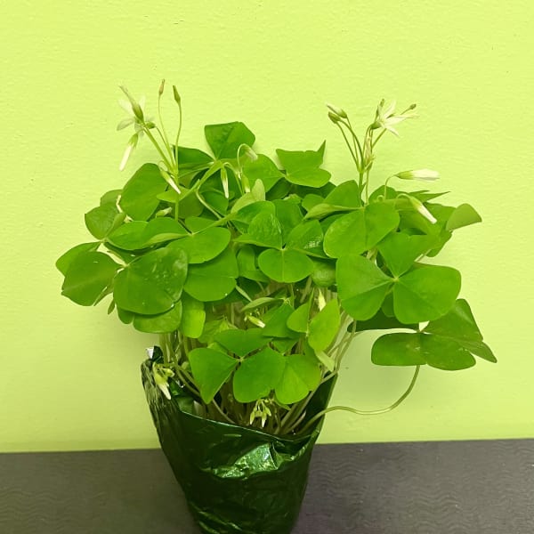 Potted shamrock plant with small white flowers