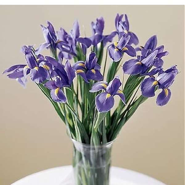 The FTD Blooming Iris