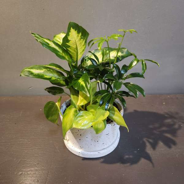 Plants: Eggshell