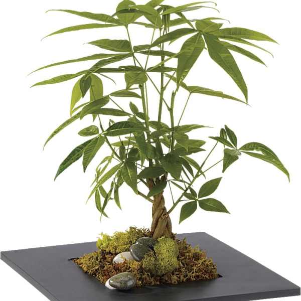 Potted money tree in a black square planter with moss and stones