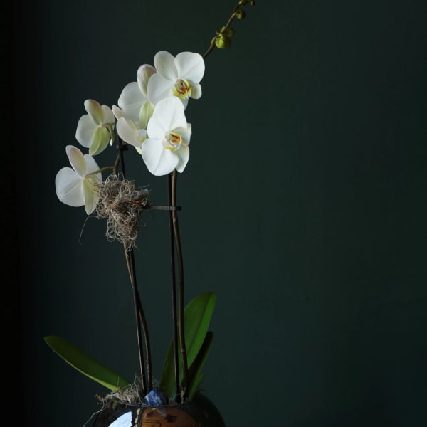 White orchids in a round reflective pot with green leaves