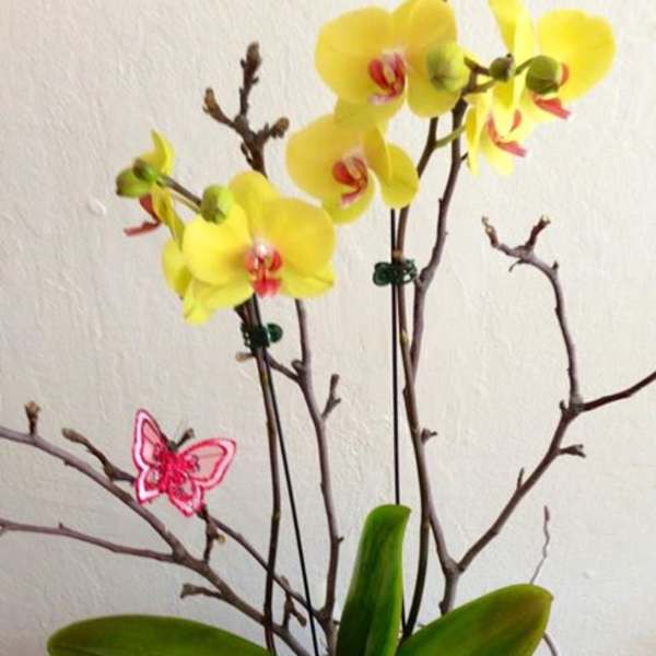 Yellow orchids arranged with branches in a vase