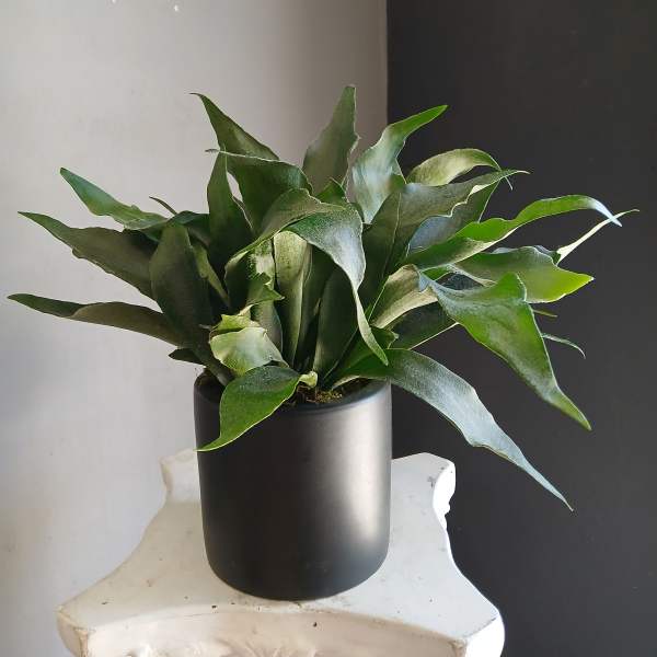 Potted green fern-like plant in a black cylindrical pot