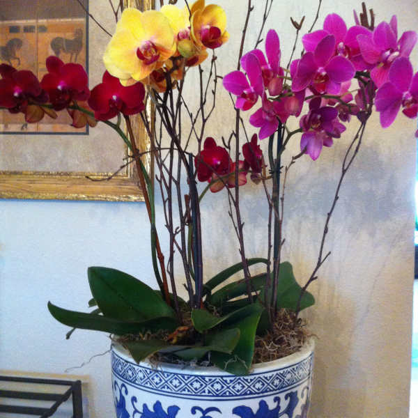 Potted orchids with yellow, red, and purple blooms in a blue-and-white ceramic planter