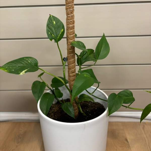 Potted green houseplant with heart-shaped leaves and a support pole