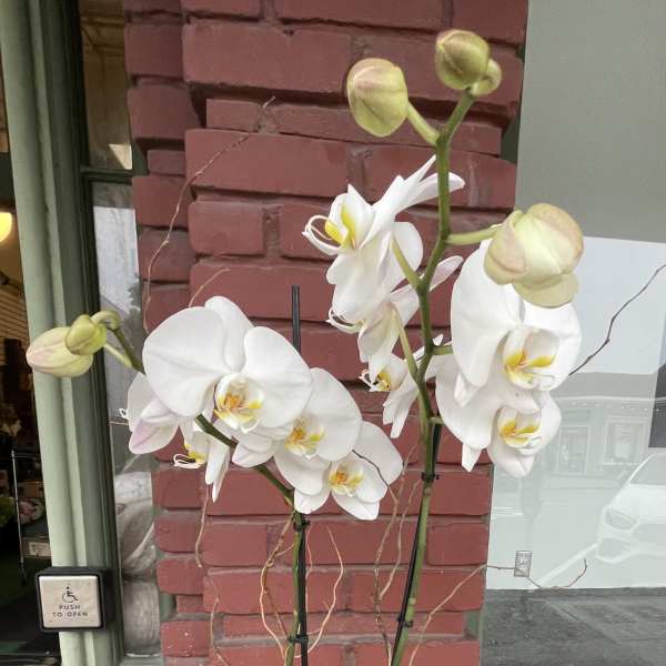 White orchids in a white planter with succulents