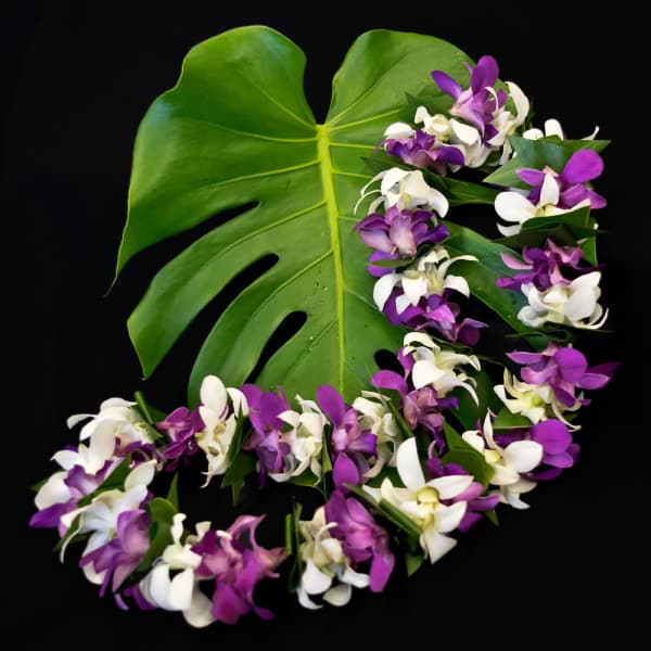 Lei 6