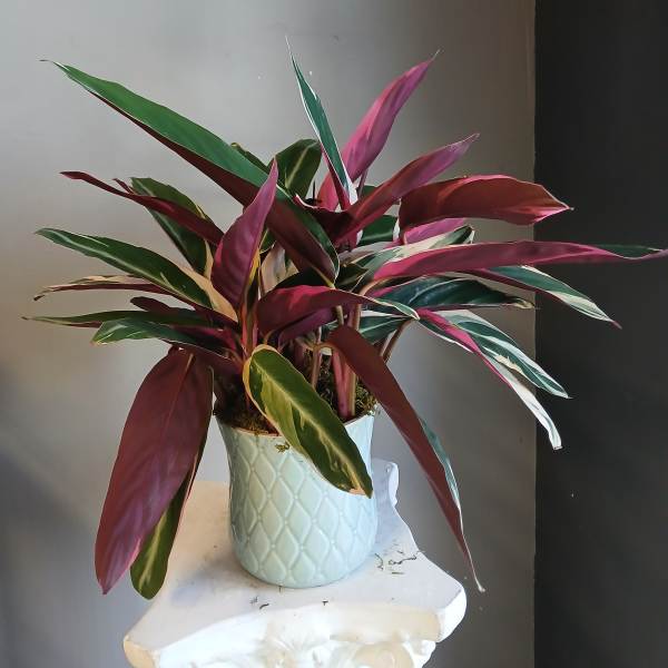 Potted tropical plant with long pink, green, and cream leaves in a white ceramic pot
