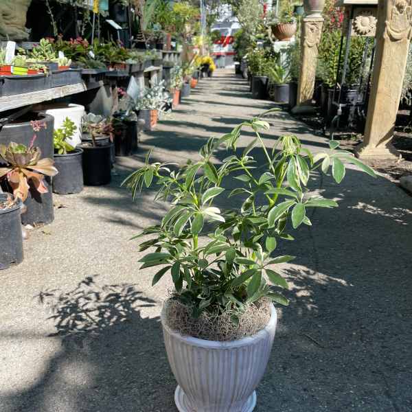 Potted green houseplant in a white ceramic planter