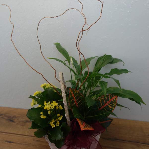 Potted plant arrangement with yellow blooms and variegated leaves in a basket