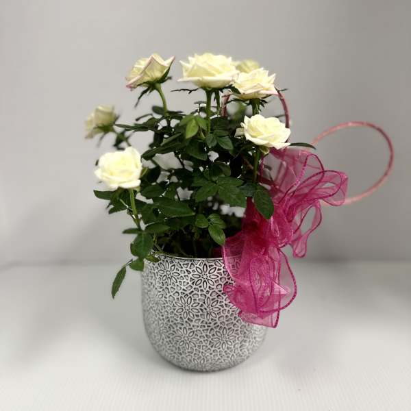 Rosie Posie Planter