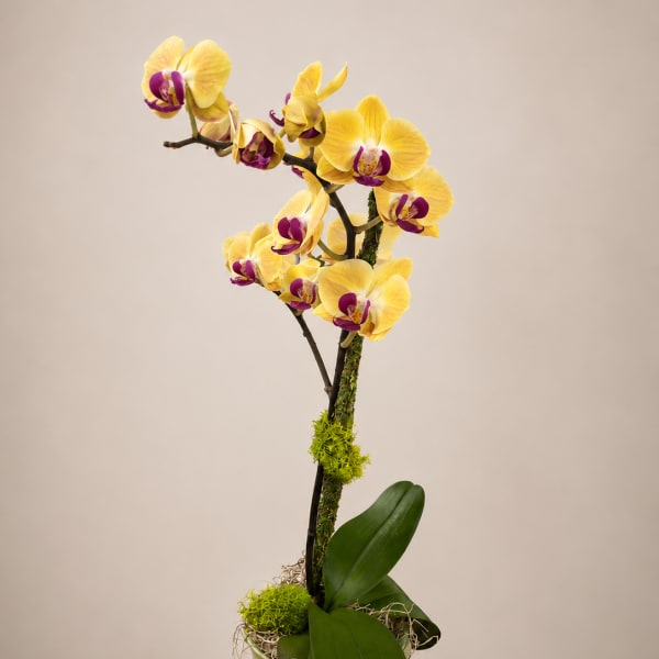 Yellow and purple orchid arrangement in a green pot
