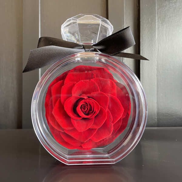 Single red rose in a clear round gift box with a black ribbon