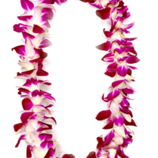 Pink and white orchid lei on a white background