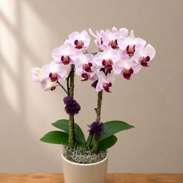 Potted pink orchids in a beige ceramic pot