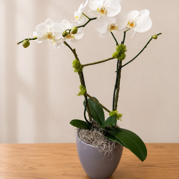 White orchid plant in a gray pot with moss accents