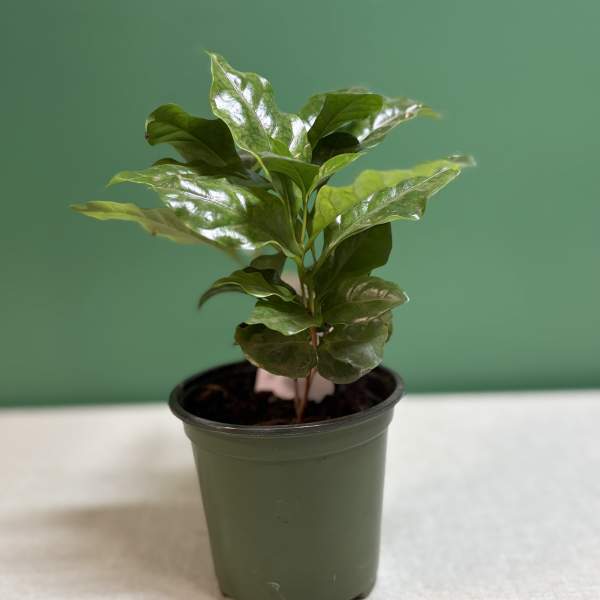 Coffee Plant (Coffea arabica).