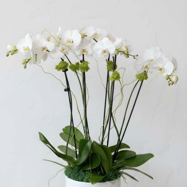 The perfect orchid arrangement