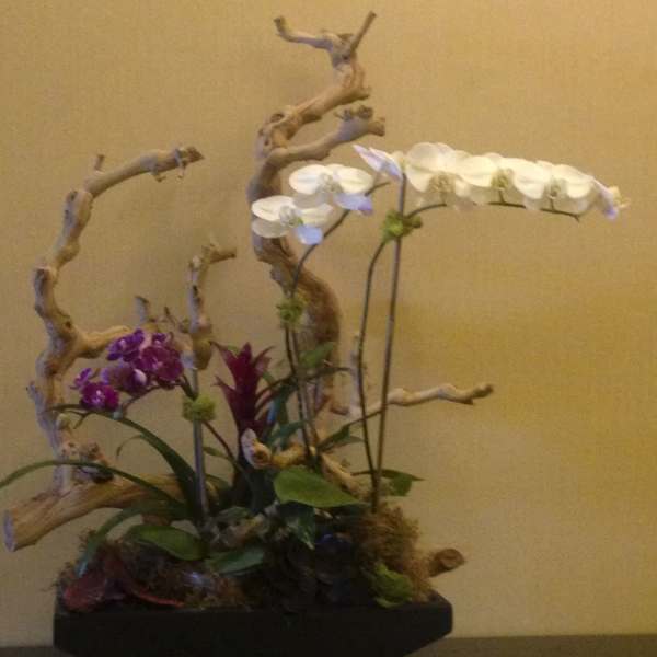 Orchid arrangement with white and purple blooms on curved branches
