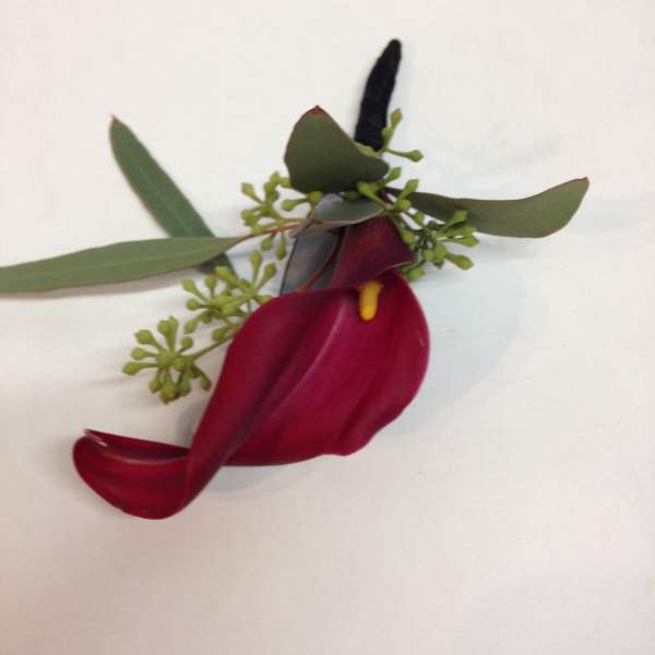 Single burgundy calla lily with green foliage on a white background