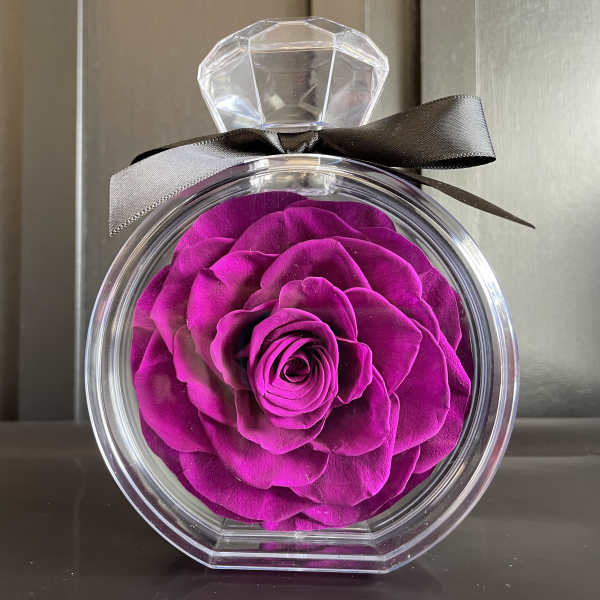 Single magenta rose in a clear round gift box with a black ribbon