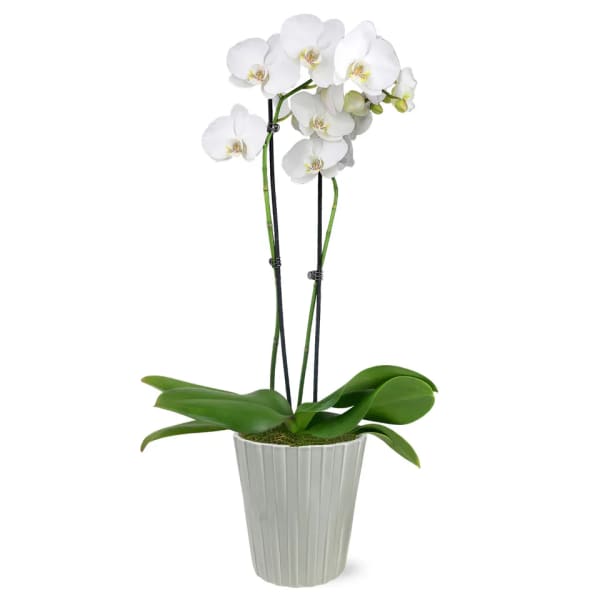 White orhid