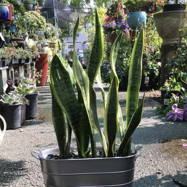 Potted snake plant in a gray metal tub
