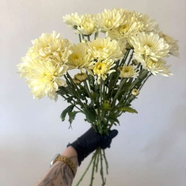 Mini Mums bunch