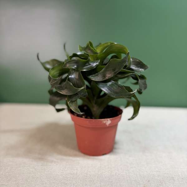 Small potted plant with dark green leaves in a red plastic pot