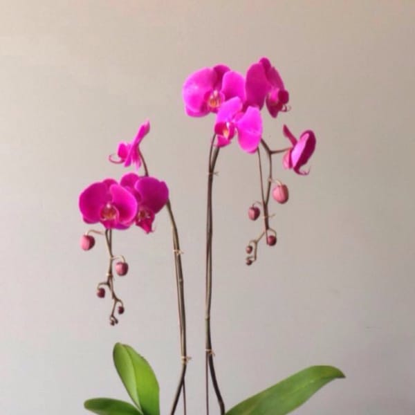 Pink orchid plant in a light blue pot on a table