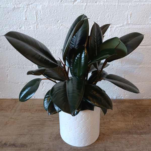 Potted rubber plant with dark glossy leaves in a white planter