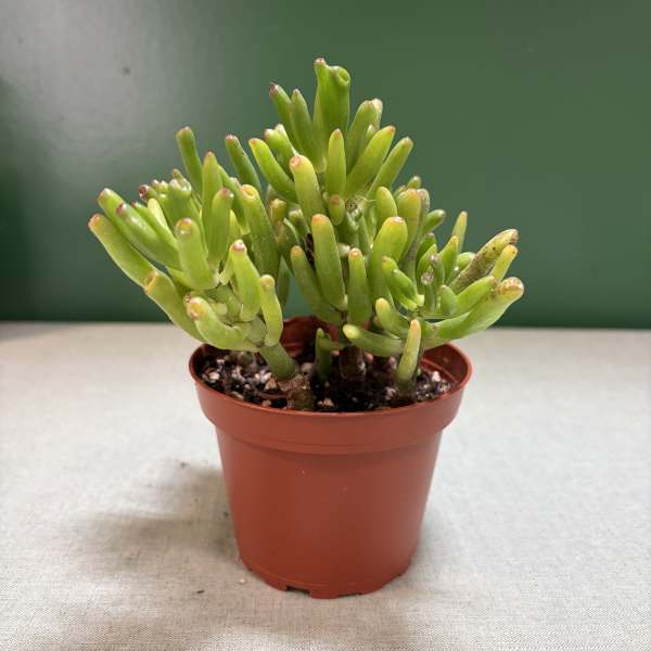 Small potted succulent with thick green finger-like leaves