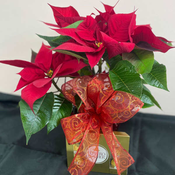 Red poinsettia plant with a large red-gold bow arranged on a gold chocolate box