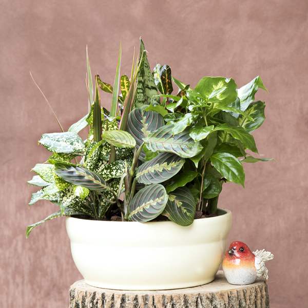 Mixed potted houseplants in a cream bowl planter with a small bird figurine